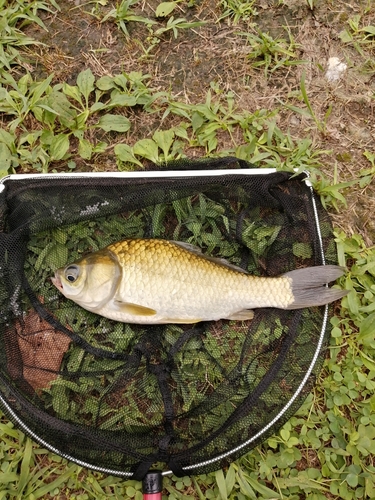 マブナの釣果