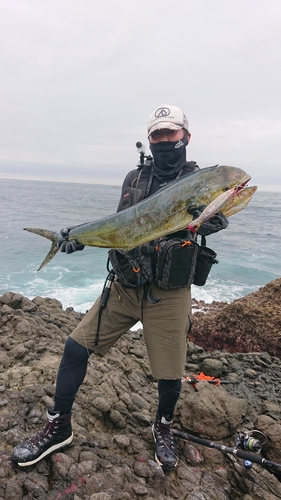 シイラの釣果