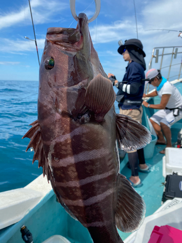 マハタの釣果