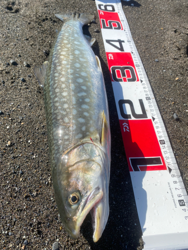 アメマスの釣果