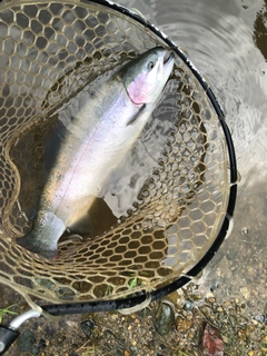 ニジマスの釣果