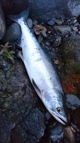 カラフトマスの釣果