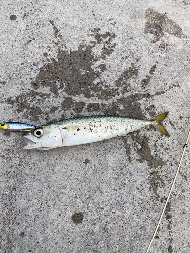 サバの釣果