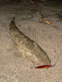 マゴチの釣果