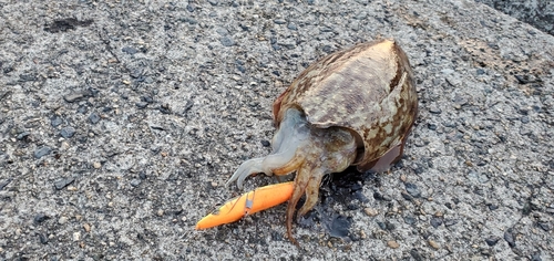 コウイカの釣果