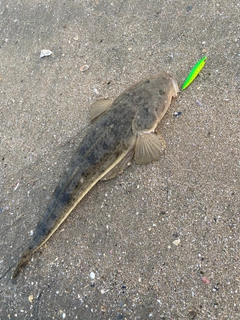 マゴチの釣果