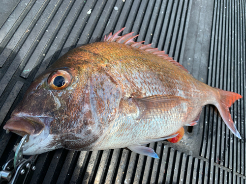 マダイの釣果