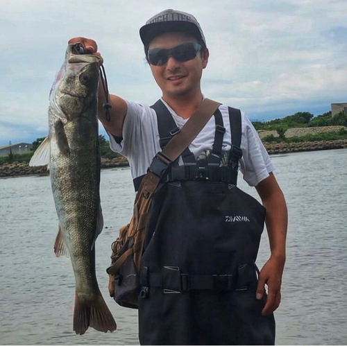 スズキの釣果