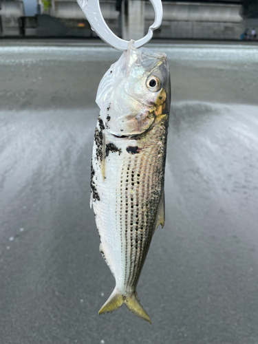 コノシロの釣果