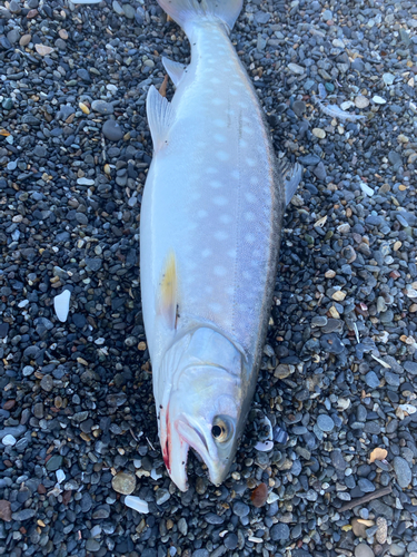 アメマスの釣果