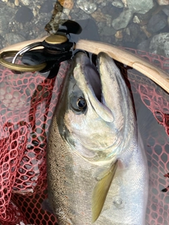 アマゴの釣果