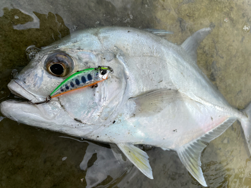 ロウニンアジの釣果