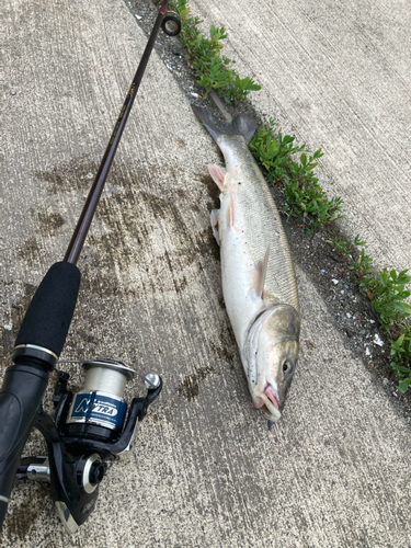 ウグイの釣果