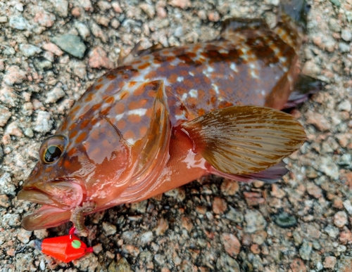 キジハタの釣果