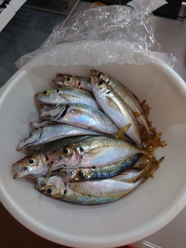 アジの釣果