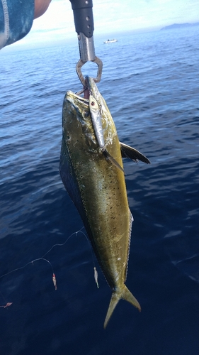 シイラの釣果