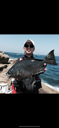 クチブトグレの釣果