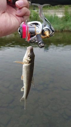 ニゴイの釣果