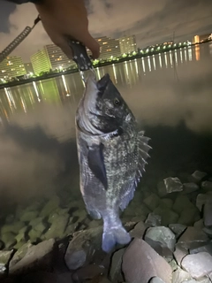 クロダイの釣果