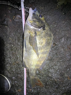 クロダイの釣果