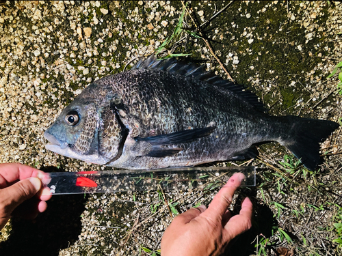 クロダイの釣果