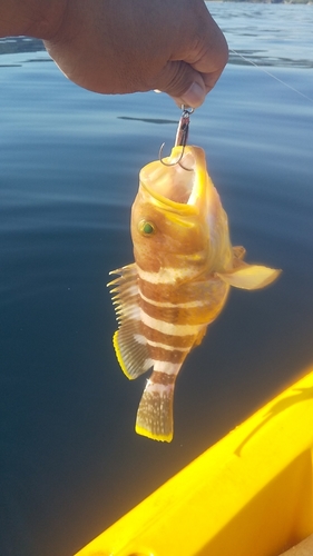 アオハタの釣果