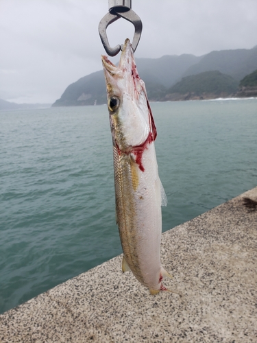 カマスの釣果