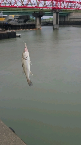 セイゴ（タイリクスズキ）の釣果