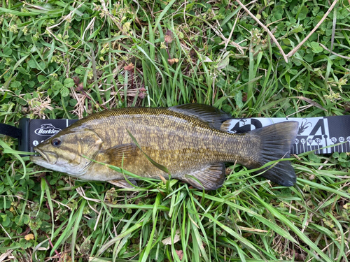 スモールマウスバスの釣果