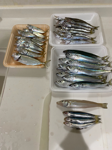 アジの釣果