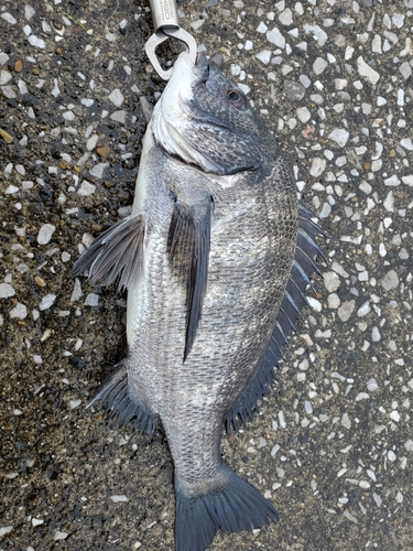 クロダイの釣果