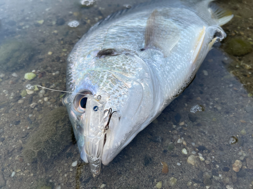 キビレの釣果