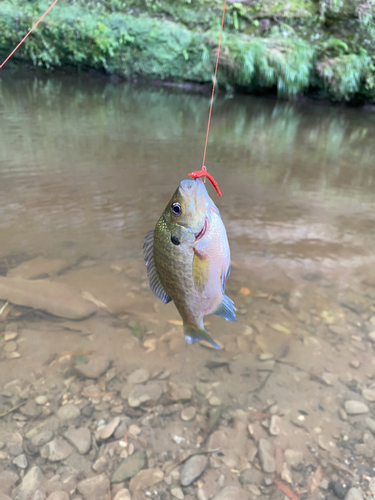 ブルーギルの釣果