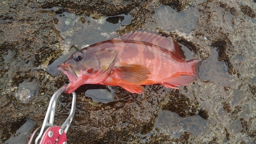 アカハタの釣果