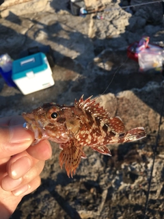 カサゴの釣果