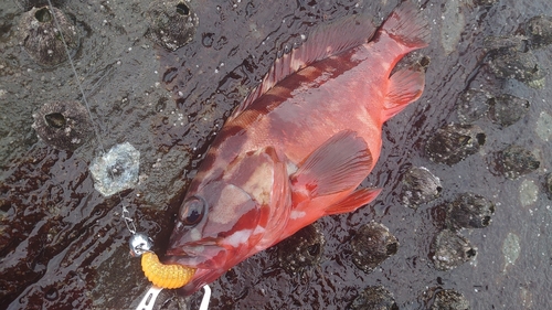 アカハタの釣果