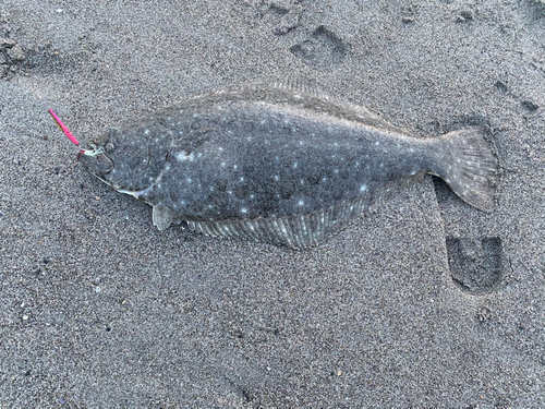 ヒラメの釣果