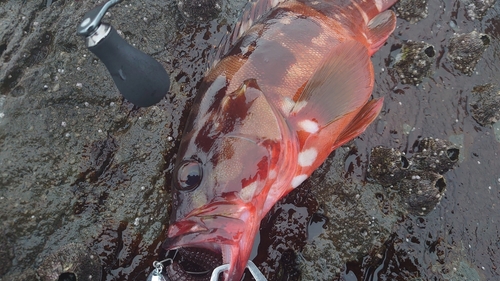 アカハタの釣果