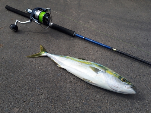 イナダの釣果