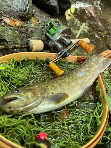 ニッコウイワナの釣果