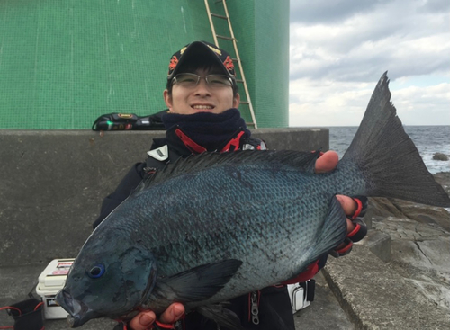 クチブトグレの釣果