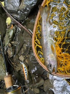 アマゴの釣果