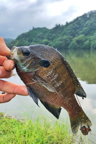 ブルーギルの釣果