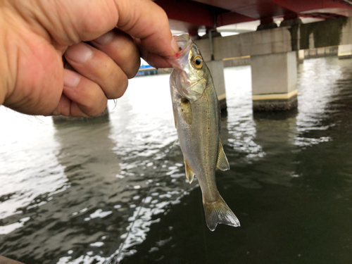 セイゴ（マルスズキ）の釣果