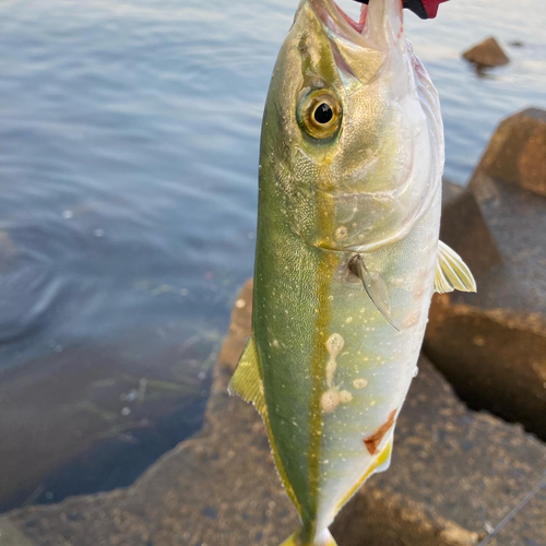 ワカシの釣果