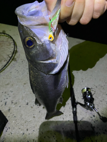 シーバスの釣果