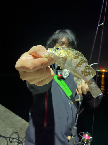 アオメバルの釣果