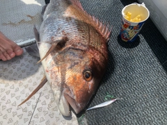 マダイの釣果