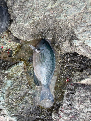 クロメジナの釣果