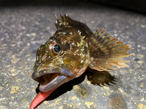 カサゴの釣果